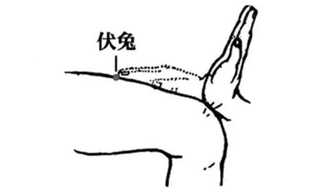 伏免穴|【伏免穴】伏免穴按摩，告別椎間盤凸出的疼痛！ – 虞默莧師傅